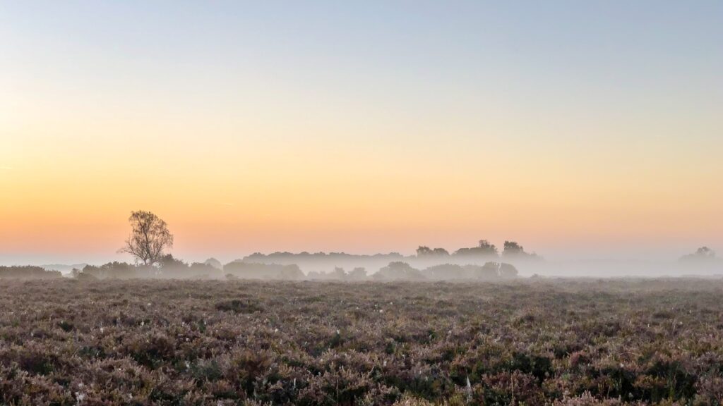 new forest national park